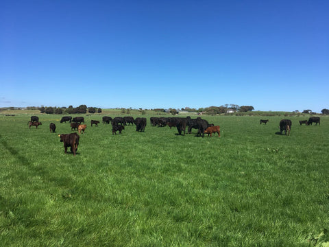Discover the Nutritional, Environmental, and Culinary Benefits of Grass-Fed Irish Beef - Gourmet Experts Ltd